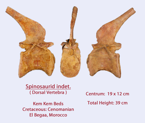 <a href="/TheBioBob/">Ole Zant</a> For comparison