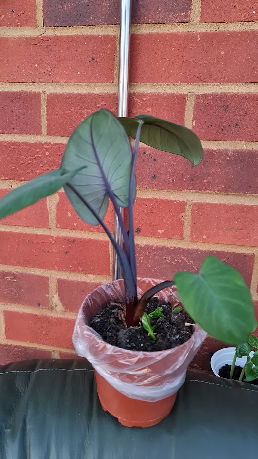 LabonyKitchen's tweet image. অল্প কিছু কালো কচু এখনি পোষ্ট করার জন্যে রেডি আছে, নিতে চাইলে নীচের লিংক হতে নিতে পারেন | kalo kochu youtu.be/vHVAGhaLOBY কালো কচু, kalo kochu, desi kochu, bangladeshi kochu, purple taro, গোলাপী কচু