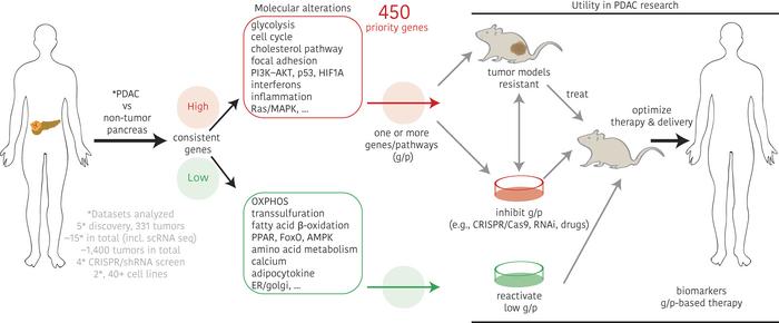 JCI insight (@jci_insight) on Twitter photo A multi-dataset analyses of differential genes in pancreatic cancer <a href="/zeribechike/">Zeribe Nwosu</a> @NwosuLa et al. provide novel insight–including UPP1 as a potential target–and potentially unlock unprecedented opportunities for understanding this dreadful disease. insight.jci.org/articles/view/… A multi-dataset analyses of differential genes in pancreatic cancer <a href="/zeribechike/">Zeribe Nwosu</a> @NwosuLa et al. provide novel insight–including UPP1 as a potential target–and potentially unlock unprecedented opportunities for understanding this dreadful disease. insight.jci.org/articles/view/…