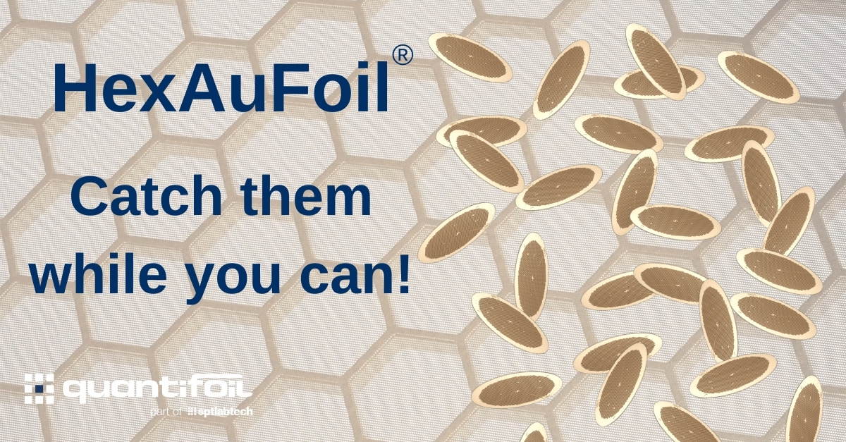 Catch them while you can

Available to ship now: HexAuFoil ultrasmall holey gold #cryoem specimen supports for better images every time.

“If I need small molecule bound structures […] the HexAuFoils will be my go-to grids.” Imre Gonda <a href="/Prolatium/">Gonda Imre</a> <a href="/UZH_en/">University of Zurich</a>

eu1.hubs.ly/H0h4D2C0