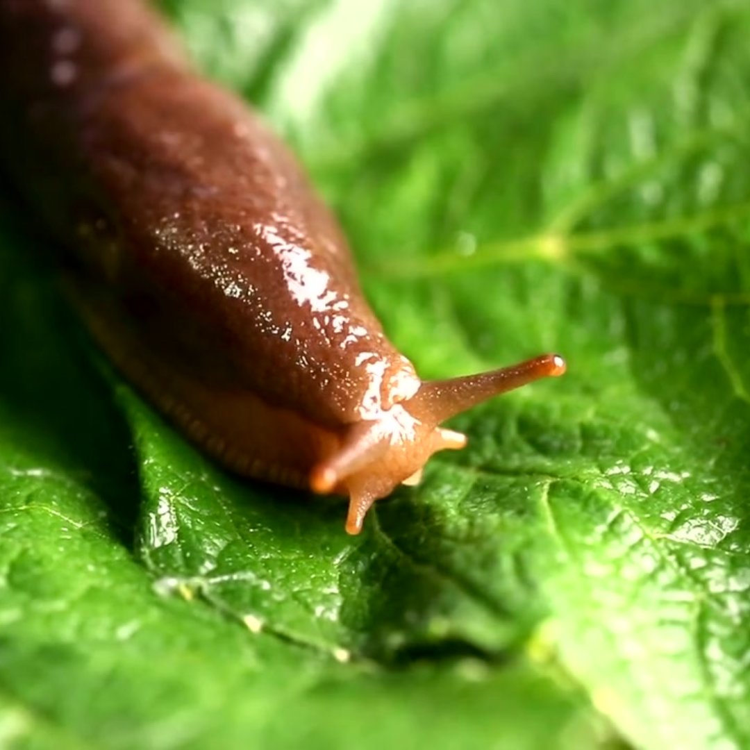 Slugs can wreak  havoc in the garden, especially in spring when young plants are most   vulnerable!

Here’s how to spot the signs🔍

✔️  Irregular holes in leaves  
✔️  Slimy trails 
✔️  Missing seedlings 
✔️  Hidden culprits

🛑 If you spot the signs of a slug   infestation,