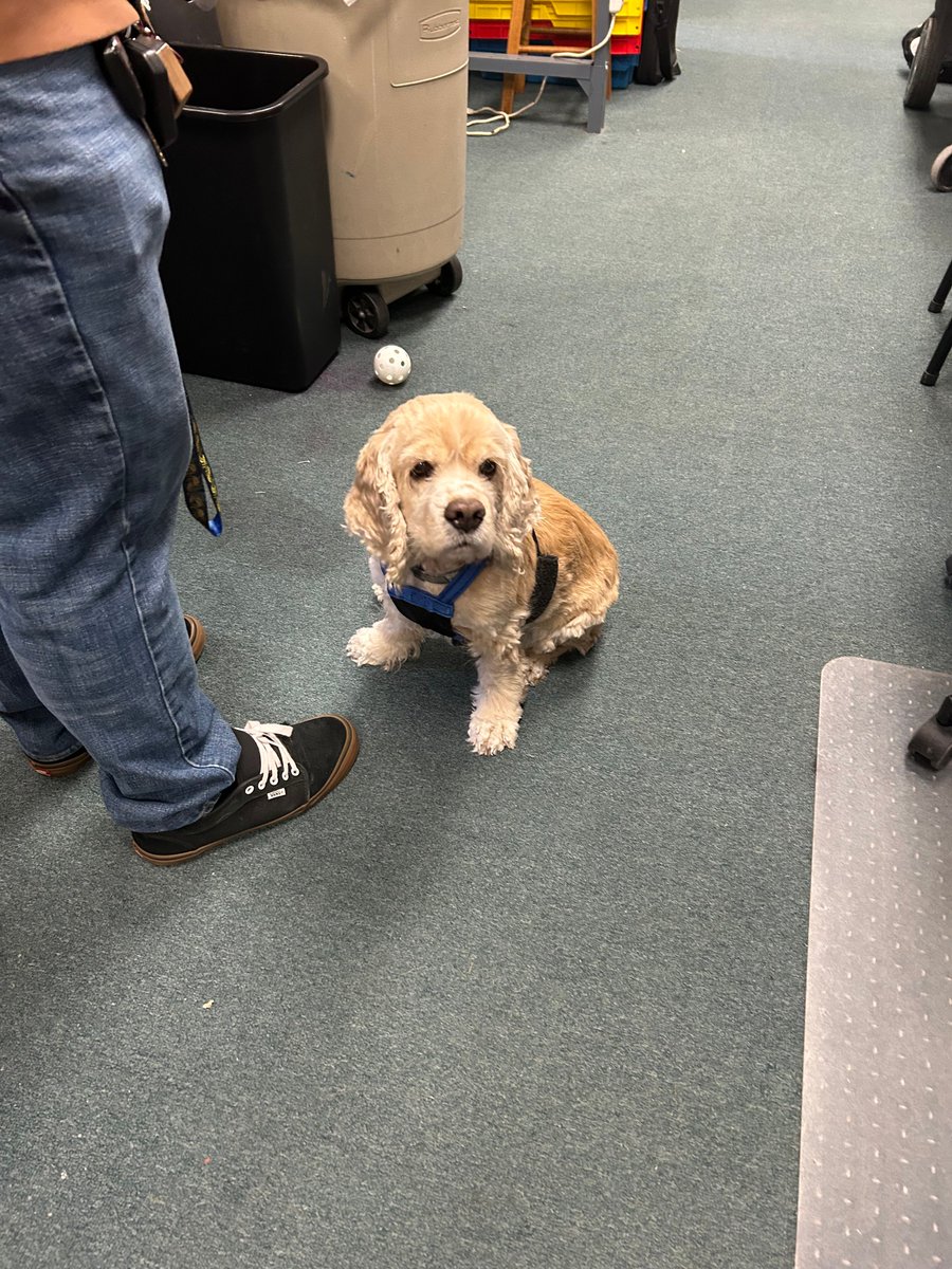 FunEnterprises's tweet image. We've had the cutest visitor the past few days.  Miss Molly is 12 yrs old and still playing ball like a puppy!  #officedogs #WeBringTheFUN #FUNOnCampus #MakeProgrammingFUNAgain #FUNTimes