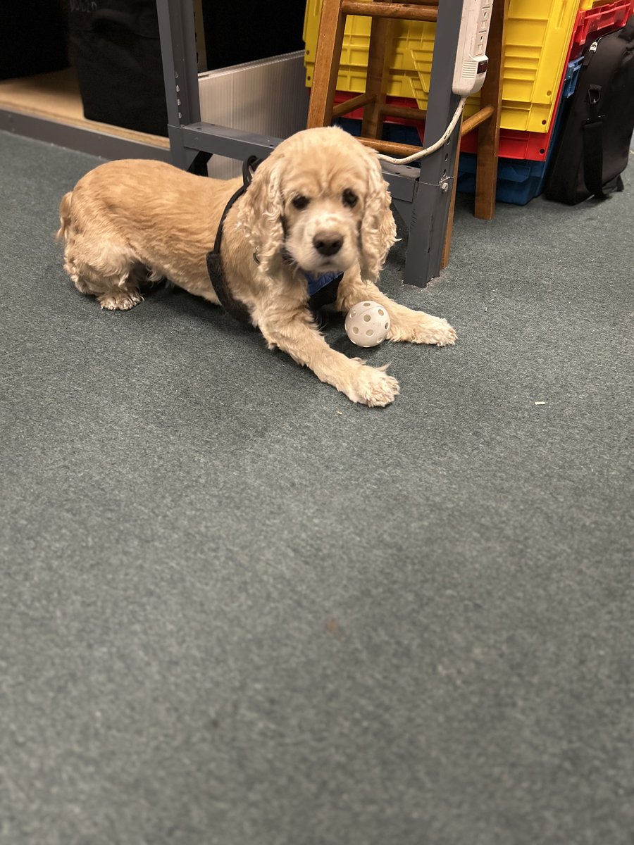 FunEnterprises's tweet image. We've had the cutest visitor the past few days.  Miss Molly is 12 yrs old and still playing ball like a puppy!  #officedogs #WeBringTheFUN #FUNOnCampus #MakeProgrammingFUNAgain #FUNTimes