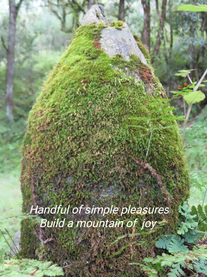 dawnbeforsunset's tweet photo. Wayside #nature #life #photopoem https://t.co/JquneV0SmL