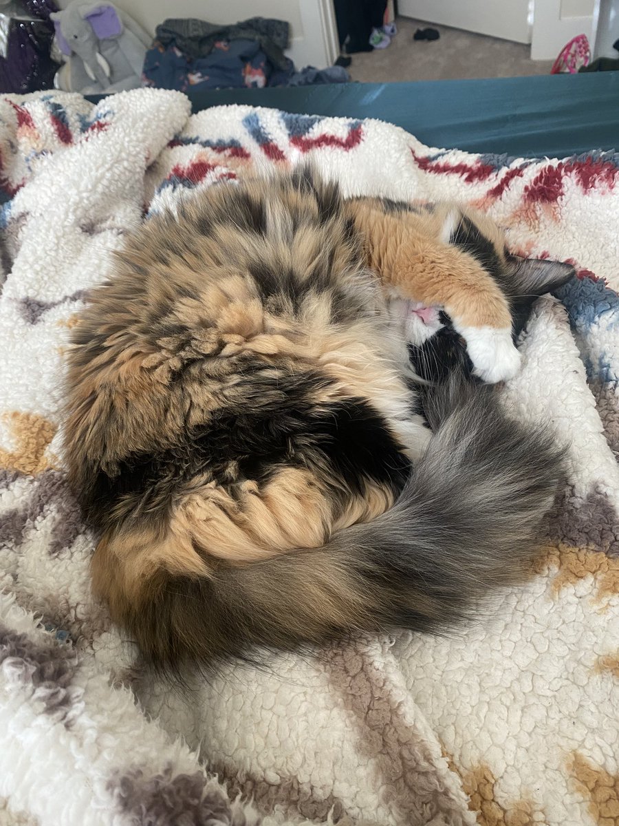 emyUSB (she/her) #FreePalestine 🇵🇸 tweet media