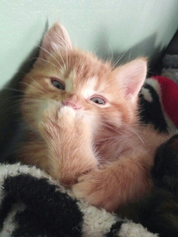 taejun as cats (@nyangztaejun) on Twitter photo 