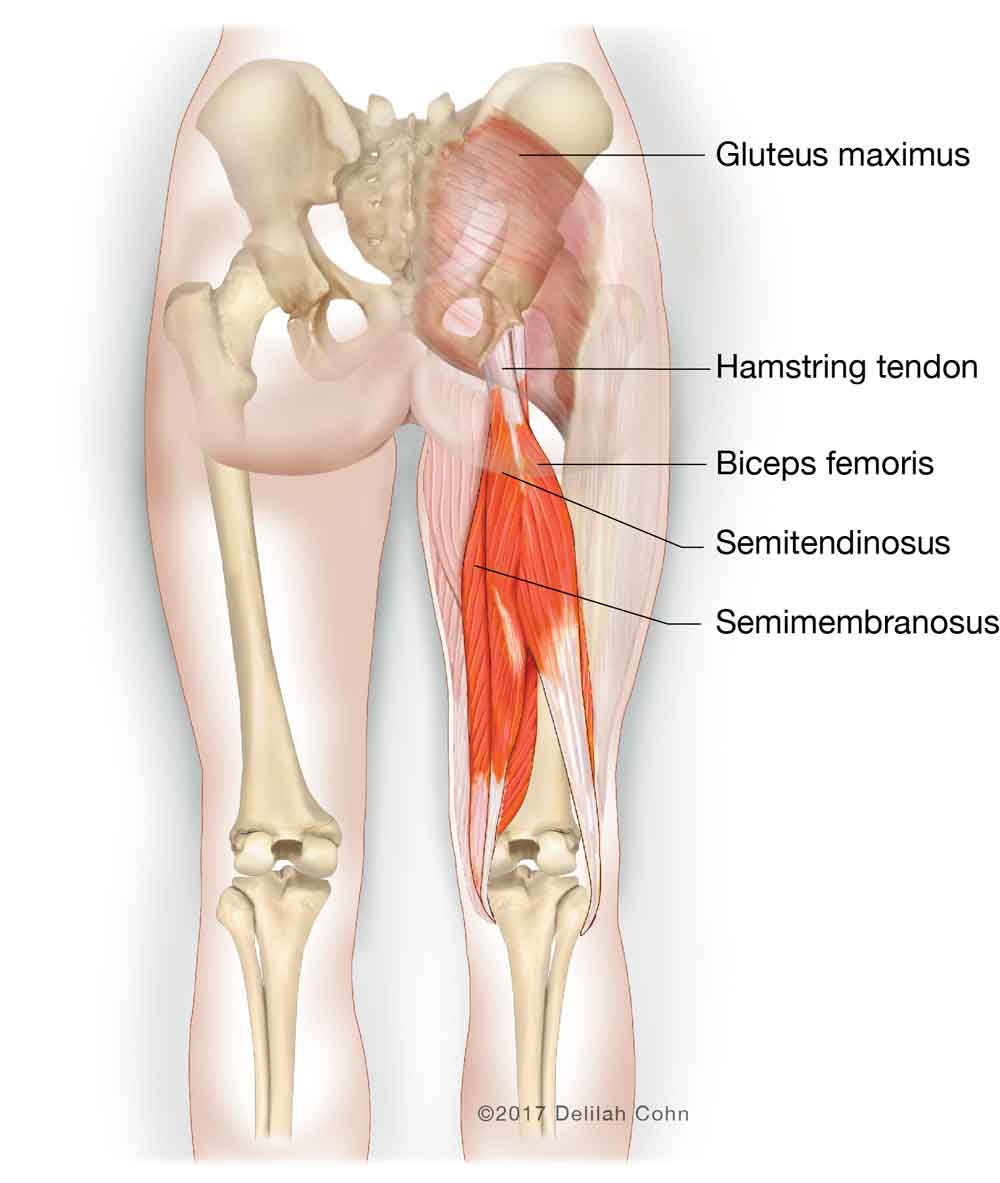 nashvilleorthos's tweet image. From #tendonitis to tears, #hamstring injuries can be managed with conservative measures first. #PlateletRichPlasma #stemcells and #physicaltherapy are great ways to support healing. Surgery comes when necessary. medilink.us/546g