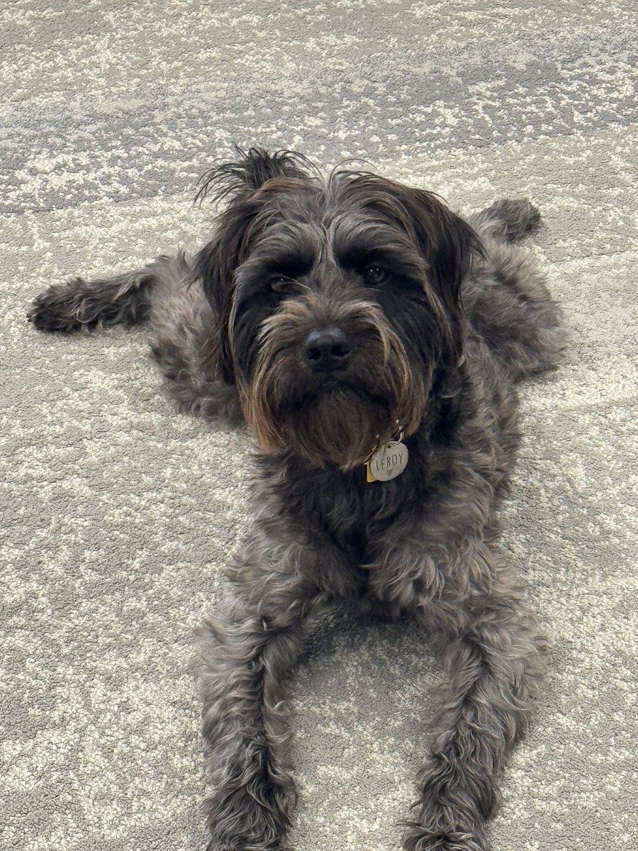 GilbyRanger's tweet image. Trying to work but Leroy is judging me hard
