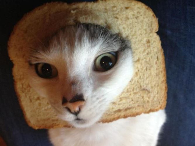 INBREDCATONSOL's tweet photo. when you find out you’re in-bread, but you’re still the cutest loaf in the bakery🍞🫵😹🍞 https://t.co/u8D0IGGLwL