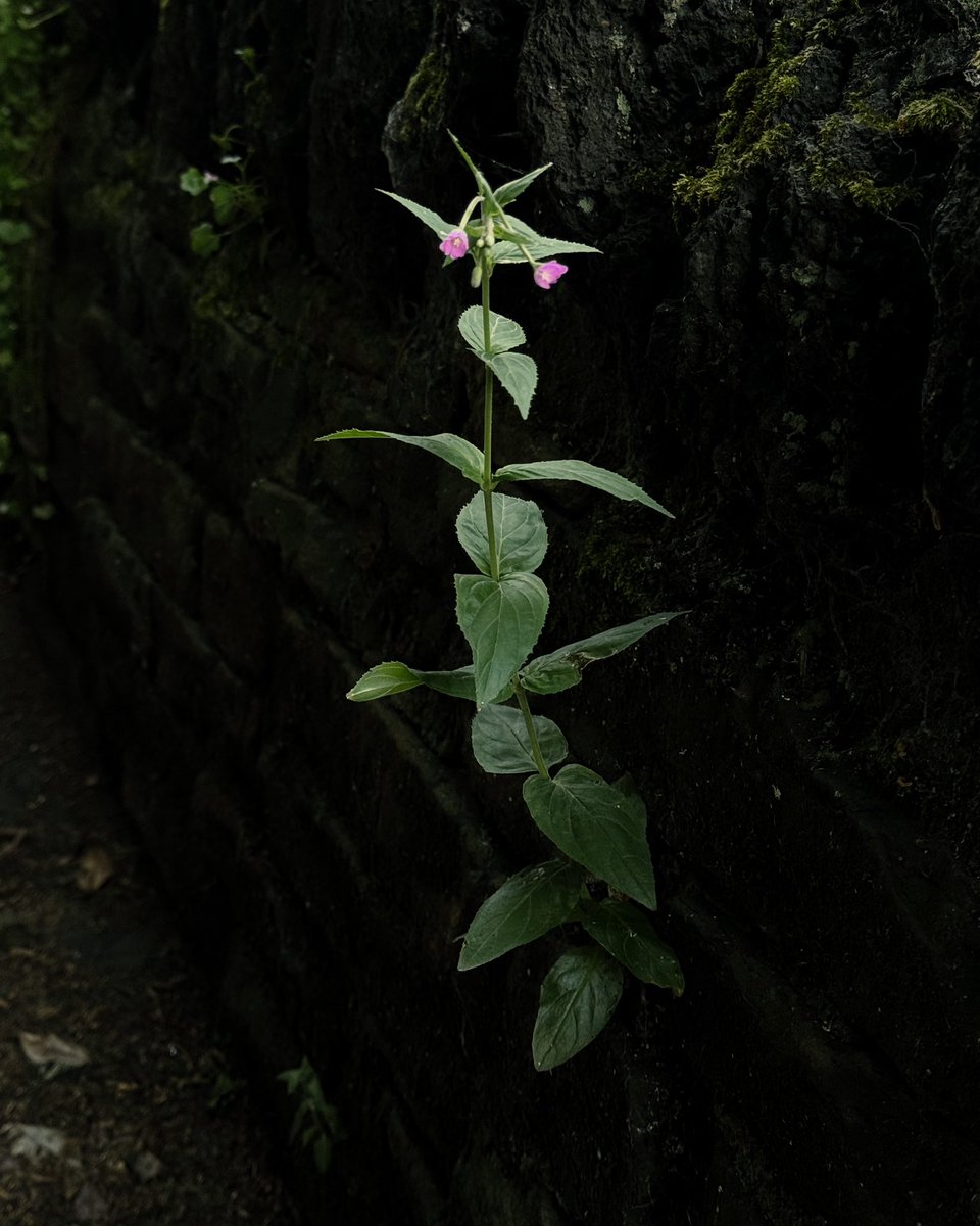 _alinatrifan's tweet image. by the brook