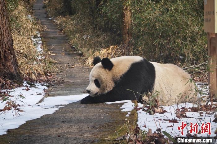 pandas_fr's tweet image. 🐼🐼🌲 Li Baode (李宝德) et He Yidong (何夷栋), 2 rangers rattachés à la station de protection de Sanguanmiao de la réserve naturelle de #Foping (province du #Shaanxi @visitshaanxi @ShaanxiMoments), ont aperçu 2 pandas sauvages le 23 février dernier.

panda.fr