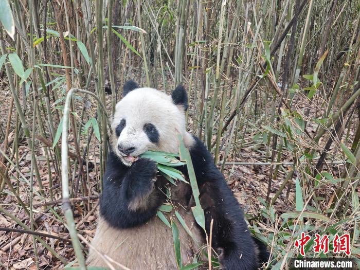 pandas_fr's tweet image. 🐼🐼🌲 Li Baode (李宝德) et He Yidong (何夷栋), 2 rangers rattachés à la station de protection de Sanguanmiao de la réserve naturelle de #Foping (province du #Shaanxi @visitshaanxi @ShaanxiMoments), ont aperçu 2 pandas sauvages le 23 février dernier.

panda.fr