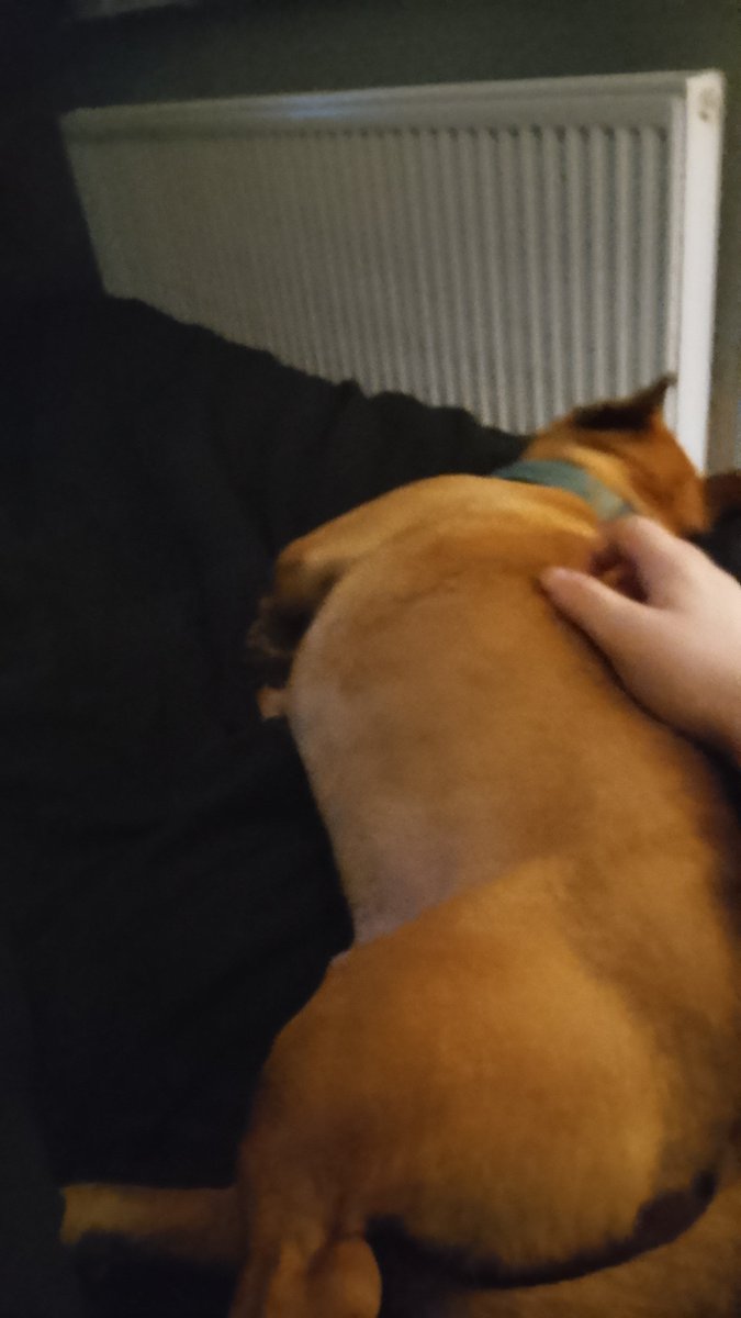 twitch.tv/mrpackkkk

Me and dog going live ❤️🐕