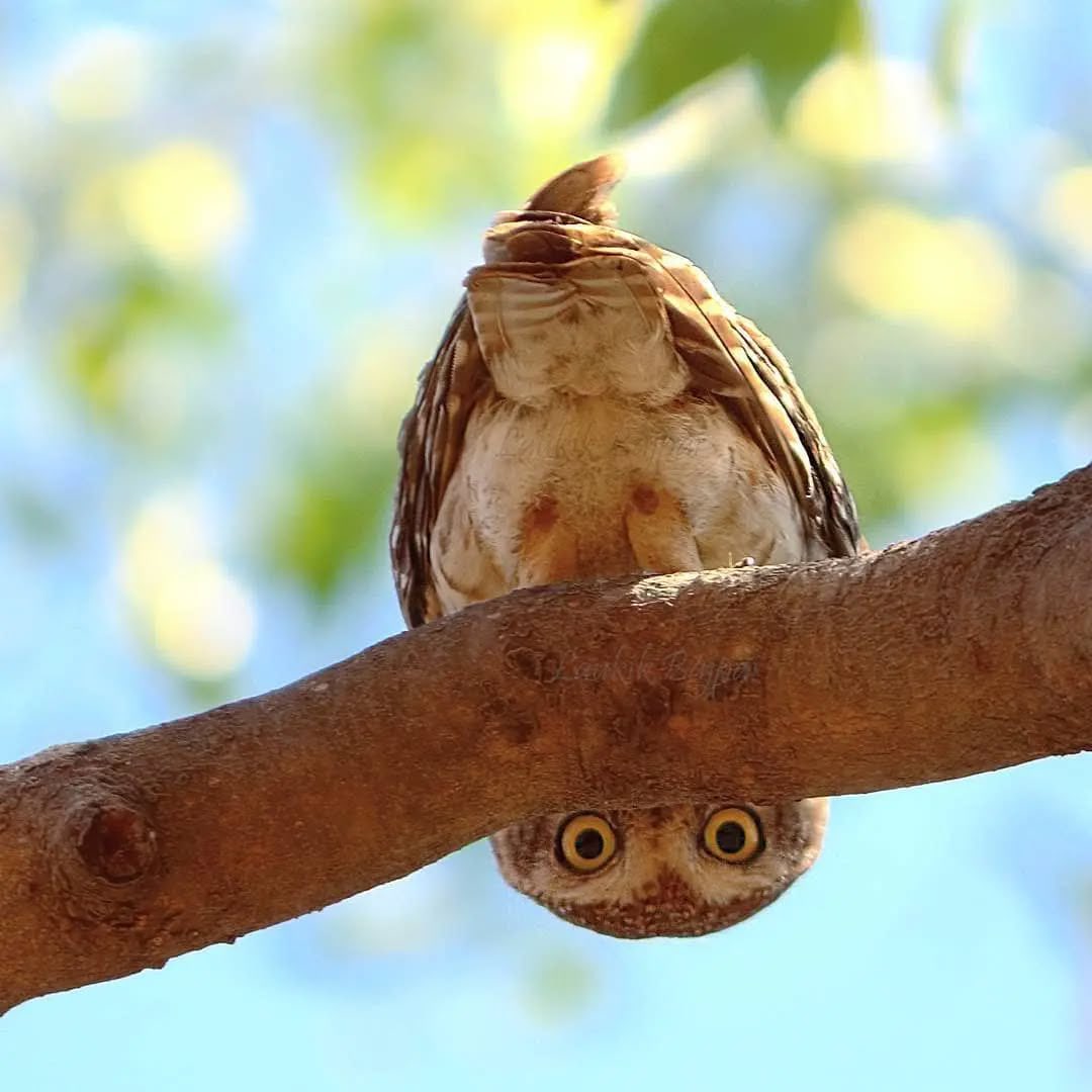 Moonlighhy's tweet photo. Spotted owlet
By:@laukikbajpai https://t.co/S4rFxWcwvp