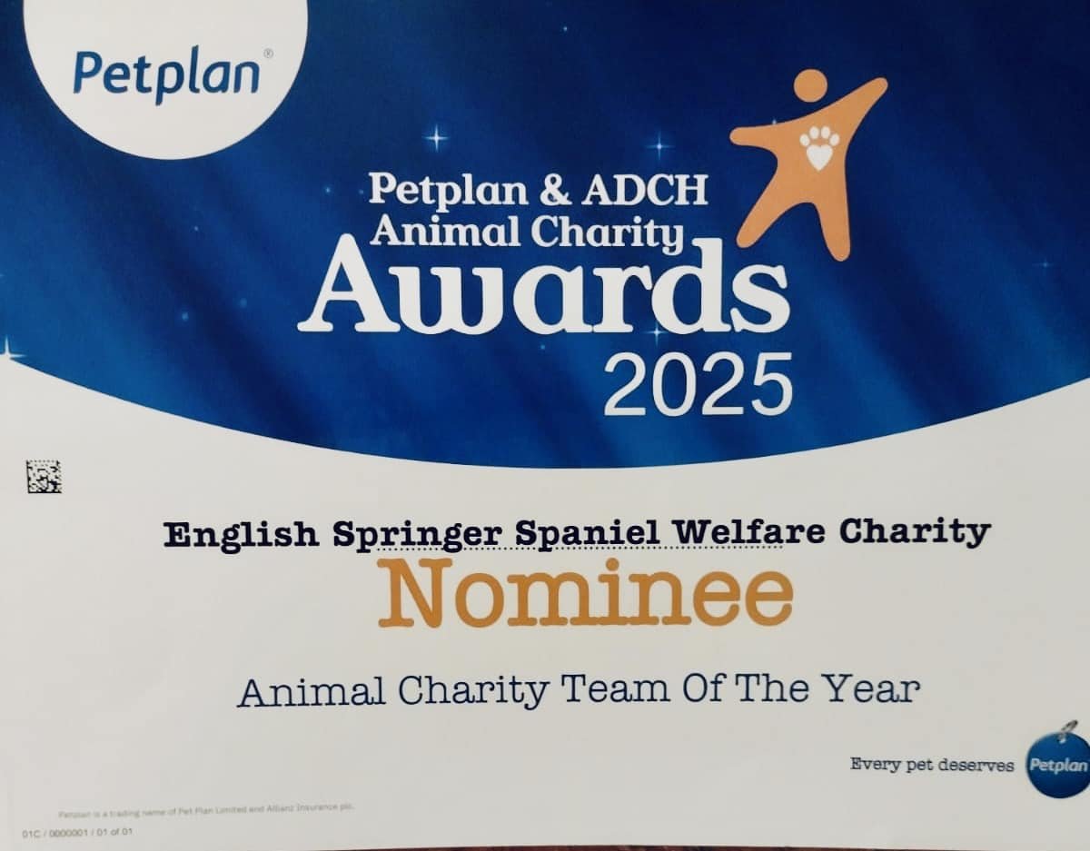 English Springer Spaniel Welfare tweet media