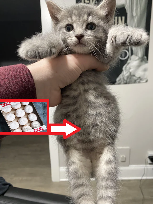 ja jutro po zjedzeniu najtańszego pączka w mojej piwnicy