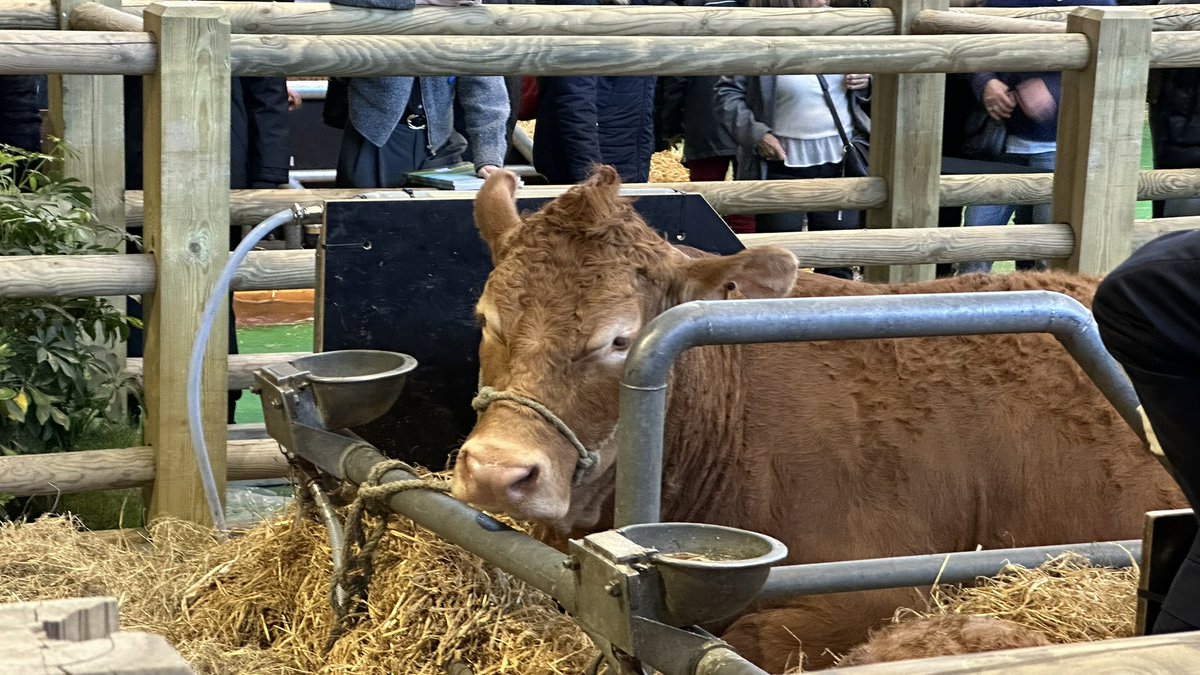 berry_mp's tweet image. Oupette, une jolie limousine, star du Salon de l’Agriculture 2025, avant une visite du stand de la Maison #ROUCADIL 

#PasDePaysSansPaysans #SIA2025