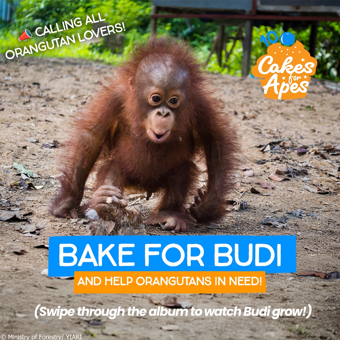 International Animal Rescue tweet media