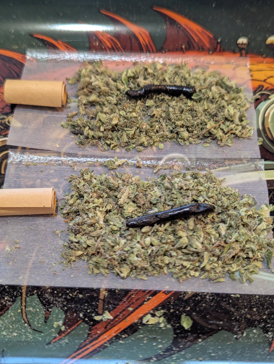 breeder_steve's tweet photo. I smoke two joints...
The Pool Bud biocannabis is Magnum Opus X Chem91 by Scallywag Deeds.
The short snakes are from my gloves after breaking up a few lbs for drysift, +/- 20 flavours.
I guess I could've just rolled a bigger joint. https://t.co/buhn7TTS2M