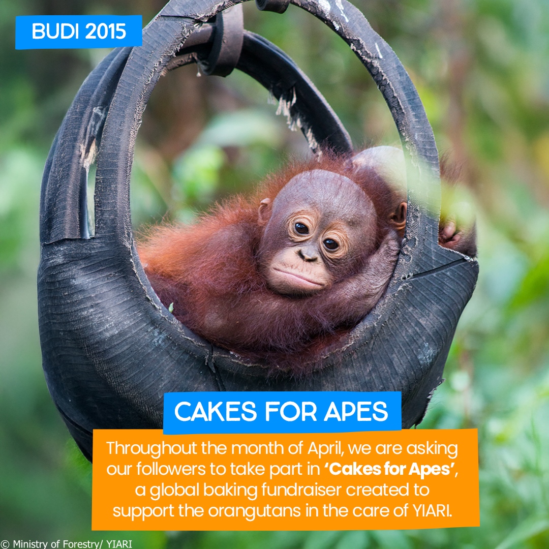 International Animal Rescue tweet media