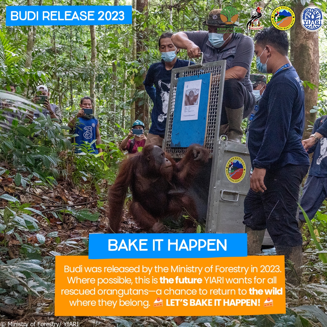 Budi’s journey from a fragile infant to a free orangutan was only possible thanks to supporters like YOU, the work of the Ministry of Forestry, and our partners, YIARI. Help more #orangutans by taking part in #CakesforApes—our global baking fundraiser!

cakes4apes.org/sign-up