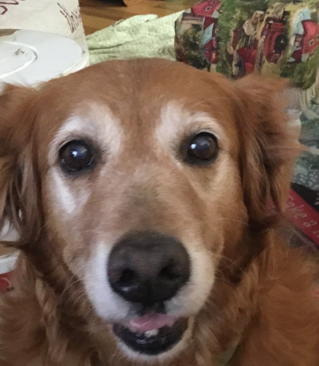 ElaineLarsen2's tweet photo. @DogLovers03 I’m 13, still going strong! https://t.co/CKTVCJ1CJI