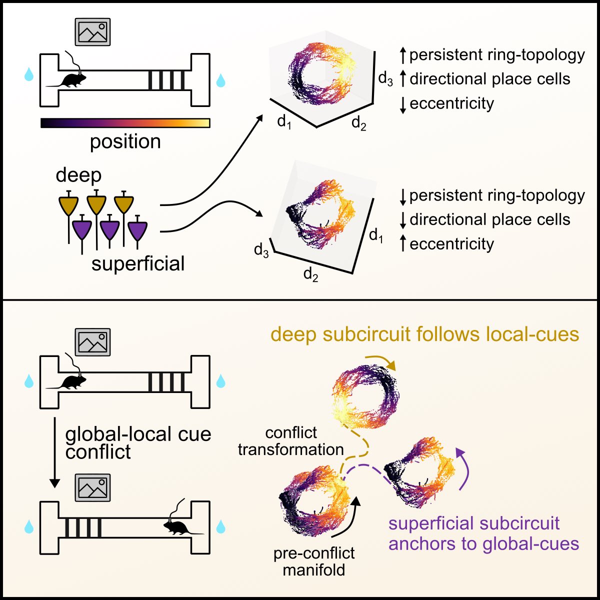Liset M de la Prida (@lmprida) on Twitter photo New from the lab!! 👉🏼authors.elsevier.com/a/1kgT43BtfHCz… 📝<a href="/NeuroCellPress/">Neuron</a> We discovered that genetically-defined neuron types in the hippocampus form unique manifolds! Dual color imaging, chemogenetics and topological analysis all at once! With <a href="/Julio_EI/">Julio Esparza</a> <a href="/JuanPQuinta/">Juan Pablo Quintanilla</a> <a href="/JAlGallego/">Juan Álvaro Gallego</a> New from the lab!! 👉🏼authors.elsevier.com/a/1kgT43BtfHCz… 📝<a href="/NeuroCellPress/">Neuron</a> We discovered that genetically-defined neuron types in the hippocampus form unique manifolds! Dual color imaging, chemogenetics and topological analysis all at once! With <a href="/Julio_EI/">Julio Esparza</a> <a href="/JuanPQuinta/">Juan Pablo Quintanilla</a> <a href="/JAlGallego/">Juan Álvaro Gallego</a>