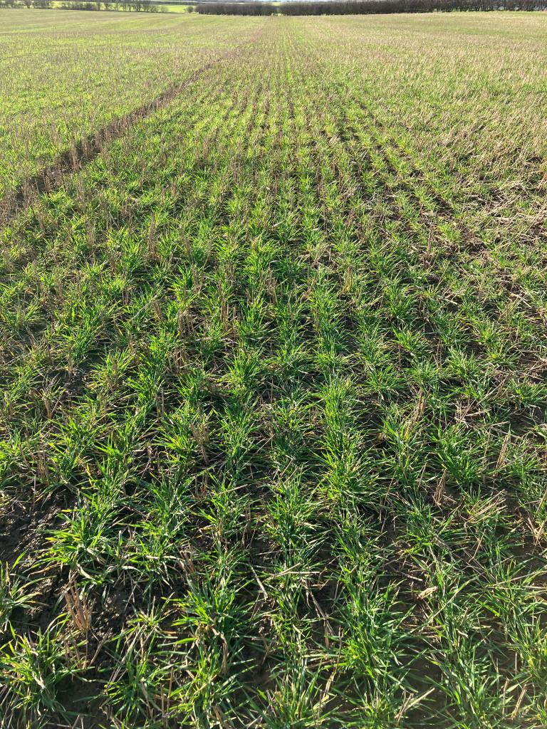 Richard Boldan tweet media