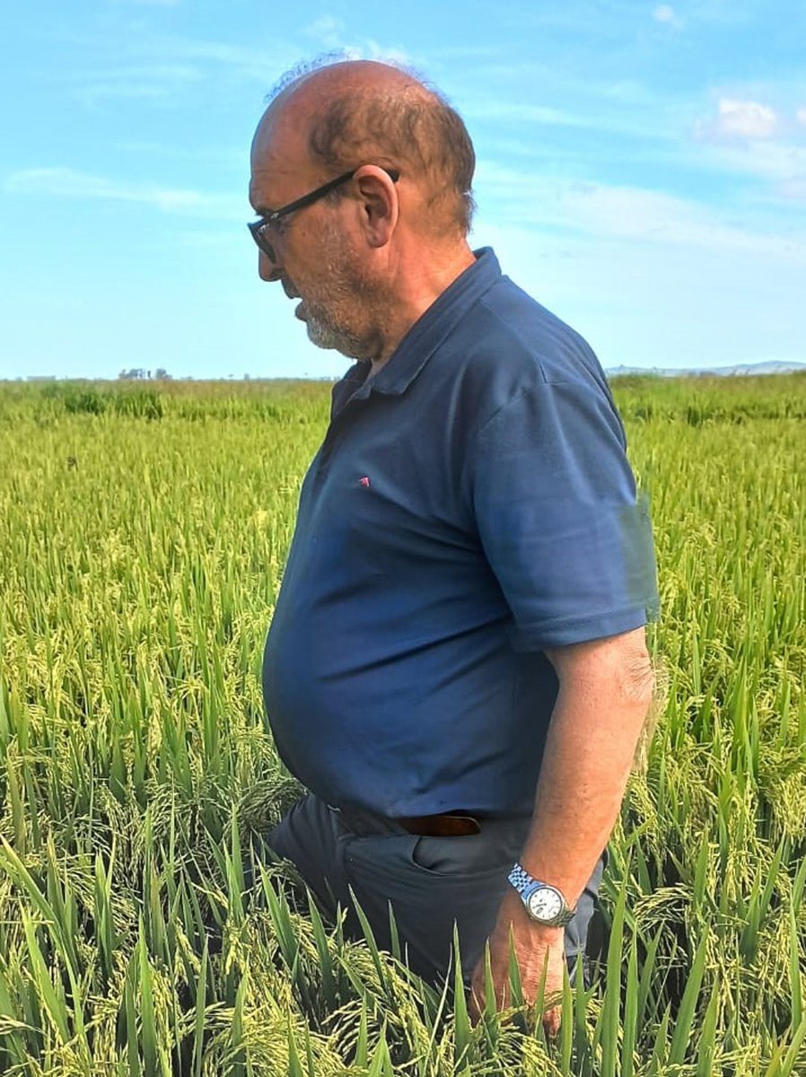 agromil_ltda's tweet photo. #ArrozMerín floreciendo, sembrado con 💪#MicrostarPZ 📍 18 de julio, Rocha. 👥 @RizobacterU @chapicrc
#MicrostarArroz https://t.co/wMaV8zROpS