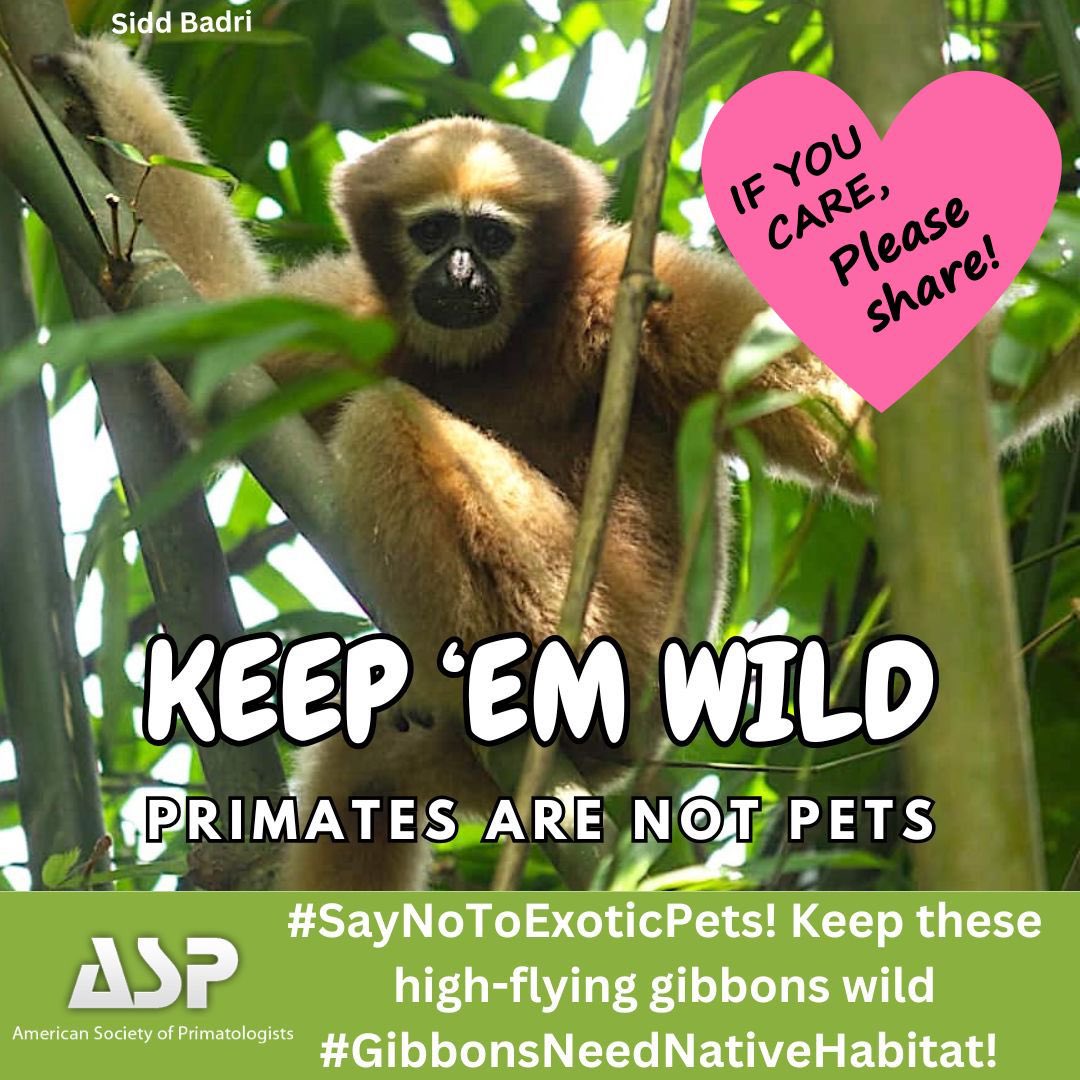ASPvoice's tweet photo. Gibbons are meant to swing in the wild, not be kept as pets. Let's protect them from the illegal wildlife trade. #SaveTheGibbons #WildlifeConservation #KeepEmWild #PrimatesAreNotPets https://t.co/RAFQAMqWZS