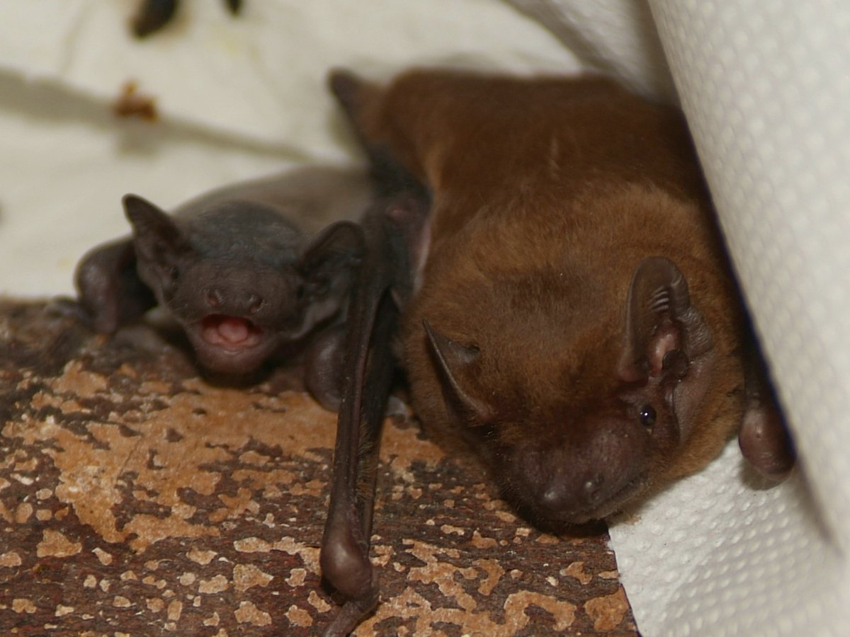 NHBS colleague Mark is attending the Scottish Bat Workers' Conference at Stirling University this Saturday, which allows professional bat workers to update their knowledge, share practices and develop skills.

Please come and say hello if you're attending!

#batconservationtrust