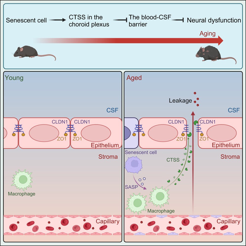 Macrophage-derived CTSS drives the age-dependent disruption of the blood-CSF barrier: <a href="/NeuroCellPress/">Neuron</a>  cell.com/neuron/fulltex…