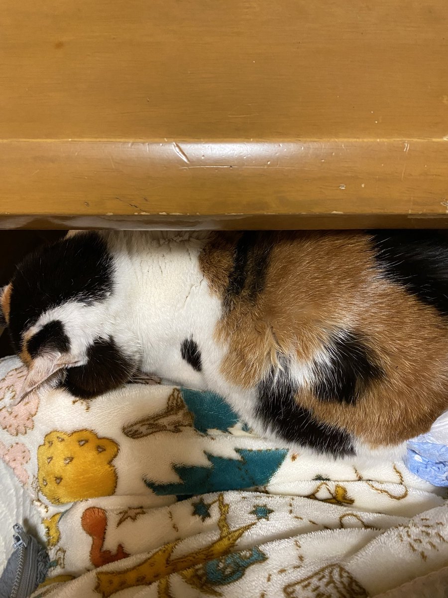 27日はみーがお空に旅立った日
朝早くにみーの呼吸がおかしくて目が覚めたけど、もしかしたら今この時期くらいからしんどかったのかな
みーのしんどい変化に気付けなくてごめんね
留置針抜けないようにカラーしてたけど寝る前はカラー外していつものように抱っこしてあげられたから嬉しかったかな