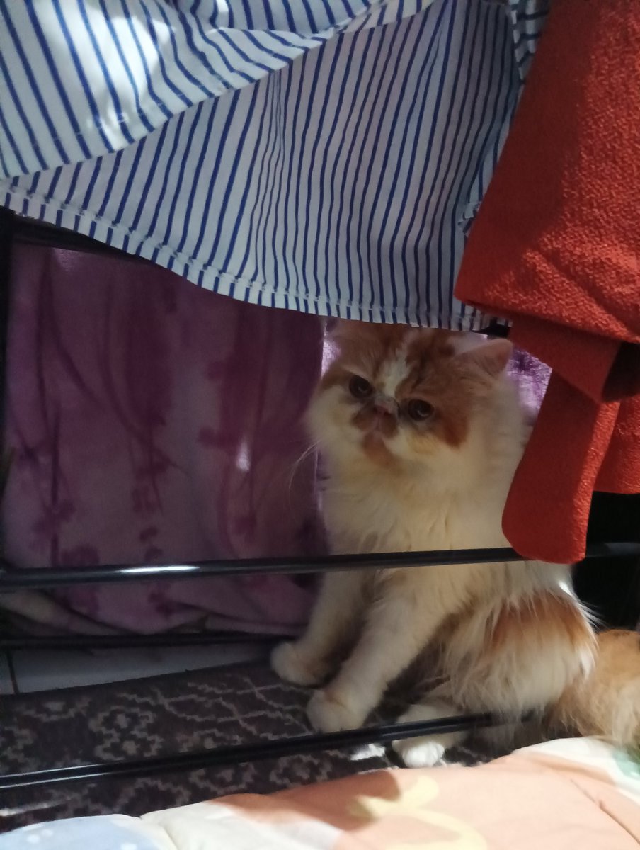 akurararaa's tweet photo. "gais aku lagi mau besti untuk nemenin aku di rumah lho, kalian gaada yang lepas adopt biar mimaw aku bisa bawain aku temen?" https://t.co/HdLoMT7RkG