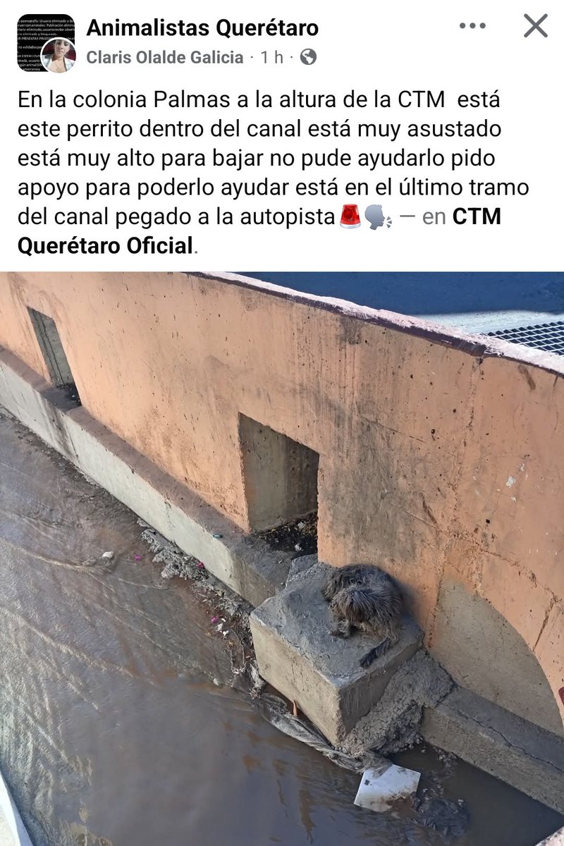 Abogado Animalista (@licanimalista) on Twitter photo S.O.S. activistas y autoridades de Querétaro <a href="/gobqro/">Gobierno del Estado de Querétaro</a> <a href="/qromunicipio/">Municipio de Querétaro</a> <a href="/CIQueretaro/">Centro Informativo Querétaro</a> <a href="/BomberosQro/">Bomberos Querétaro</a> S.O.S. activistas y autoridades de Querétaro <a href="/gobqro/">Gobierno del Estado de Querétaro</a> <a href="/qromunicipio/">Municipio de Querétaro</a> <a href="/CIQueretaro/">Centro Informativo Querétaro</a> <a href="/BomberosQro/">Bomberos Querétaro</a>