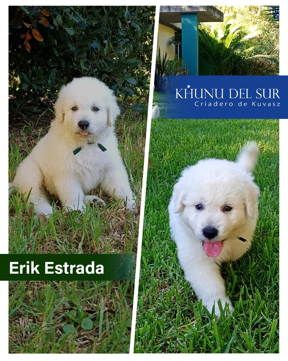 ElNegroVicente's tweet photo. Cachorritos kuvasz Khunu del Sur.
#dog #kuvasz #kuvaszlove #dogsofinstagram #dogcute #Kuvaszpuppies #Kuvaszargentina #pastorhungaroargentina #kuvaszuruguay #kuvaszhungary https://t.co/YscEHZVV2k