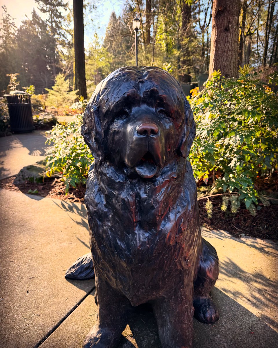 A Newfoundland named Pio.