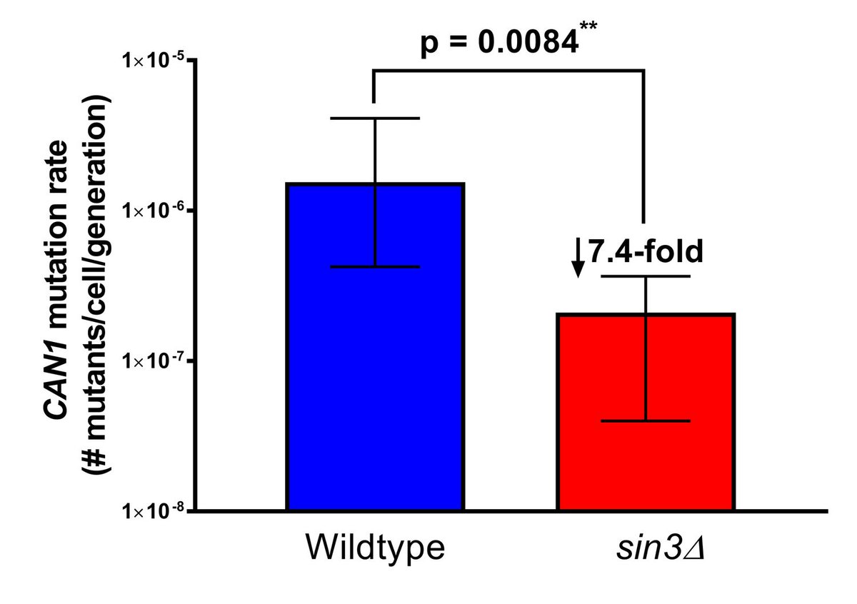 Micropub7n's tweet photo. Transcription Regulatory Protein SIN3 (YOL004W) Influences Mutation Rates in Saccharomyces cerevisiae #micropublication #biology #data #caltechlibrary #Scerevisiae #PhenotypeData #NewFinding https://t.co/lJJsJEqyWG https://t.co/b8ZWavuOlu