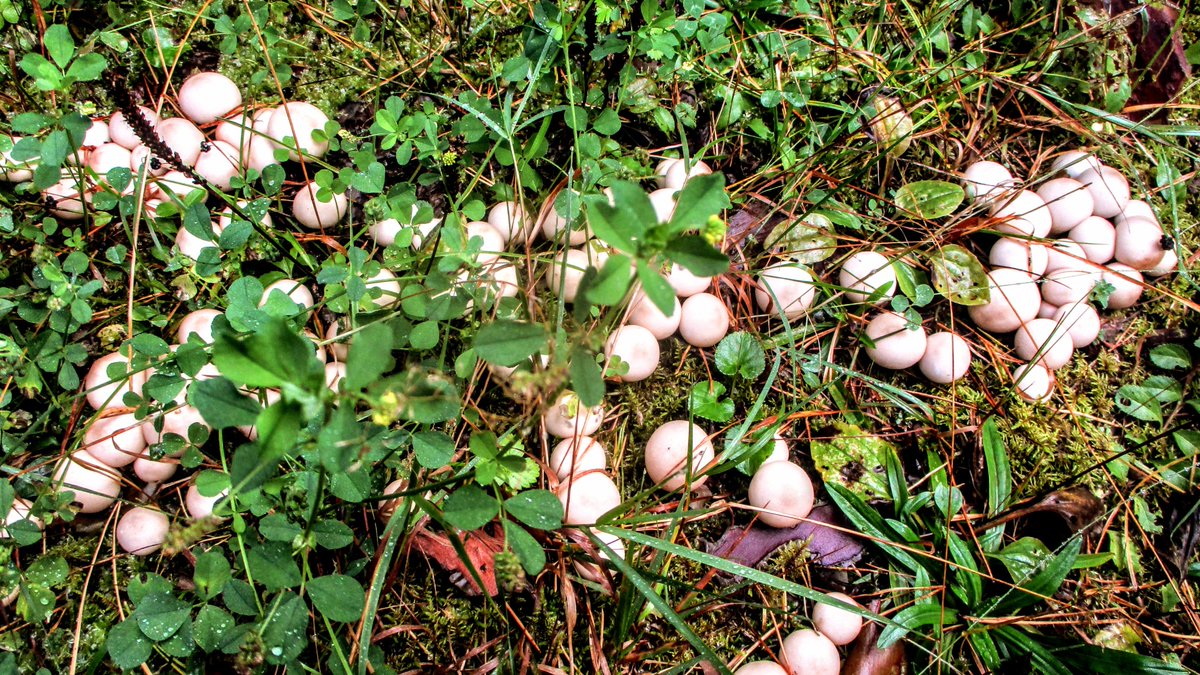 Firstonx's tweet photo. #puffballs #fungi #mushrooms #photography https://t.co/V0OzB0NzU7