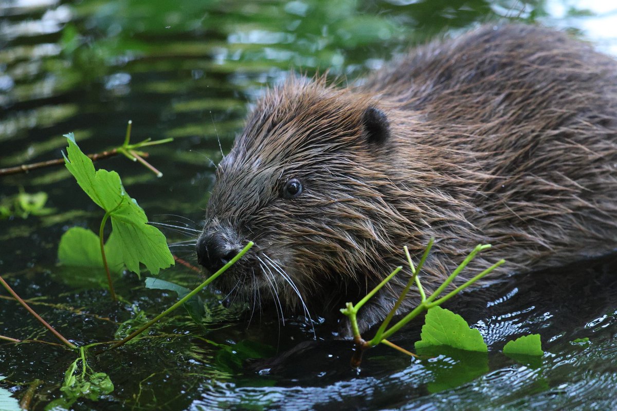 We need to raise £28,000 by the end of March in order to release three new pairs of beavers this year, so that we can ensure the genetic diversity and resilience of Devon's beaver population for generations to come. 💚

Donate today 👇 
buff.ly/4kjobHg 
📷: Robin Morrison