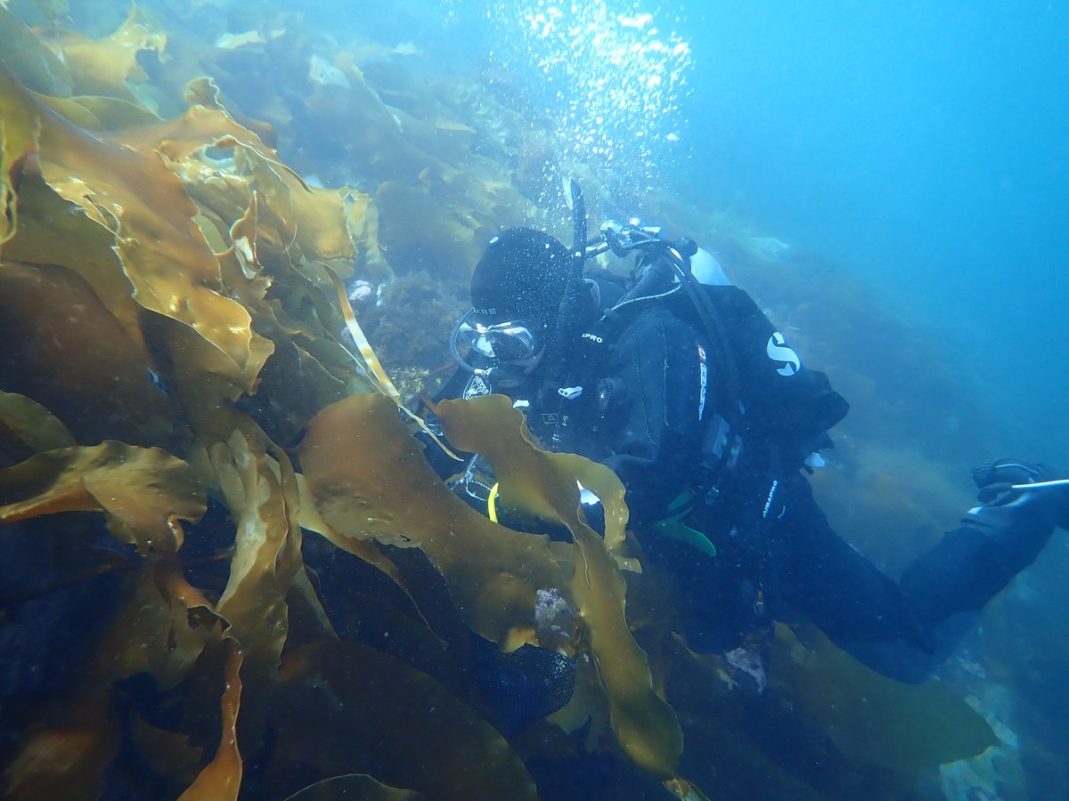 À Cambridge Bay, Amanda Savoie(<a href="/iheartseaweed/">Dr. Amanda Savoie</a>) plonge dans les forêts de varech de l’Arctique ! En tant que chercheuse, elle étudie comment ces écosystèmes soutiennent la #biodiversité dans le Nord.

Pour en savoir plus🔗 canadiangeographic.ca/articles/en-pl…

<a href="/CanGeo/">Canadian Geographic</a> <a href="/POLAIRECanada/">SavoirpolaireCanada</a> <a href="/ArcticNet/">ArcticNet</a>