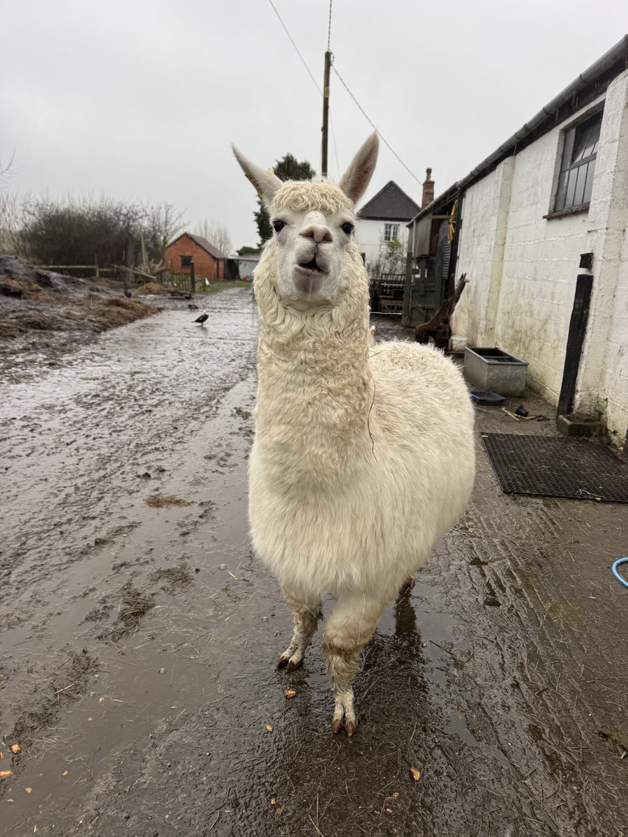 caenhillcc's tweet image. Alpaca Al found it easy to predict today’s weather, wet