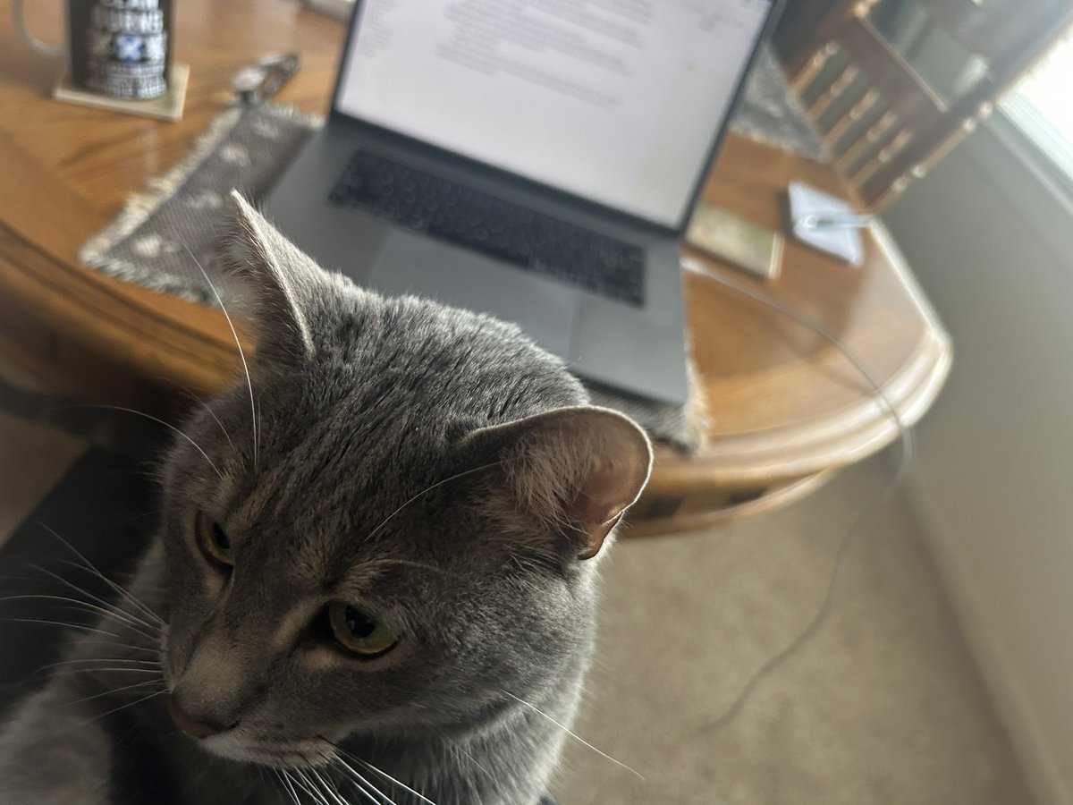 Me: Ok, time to get cracking on book 3. 
Frank the cat: Nah.