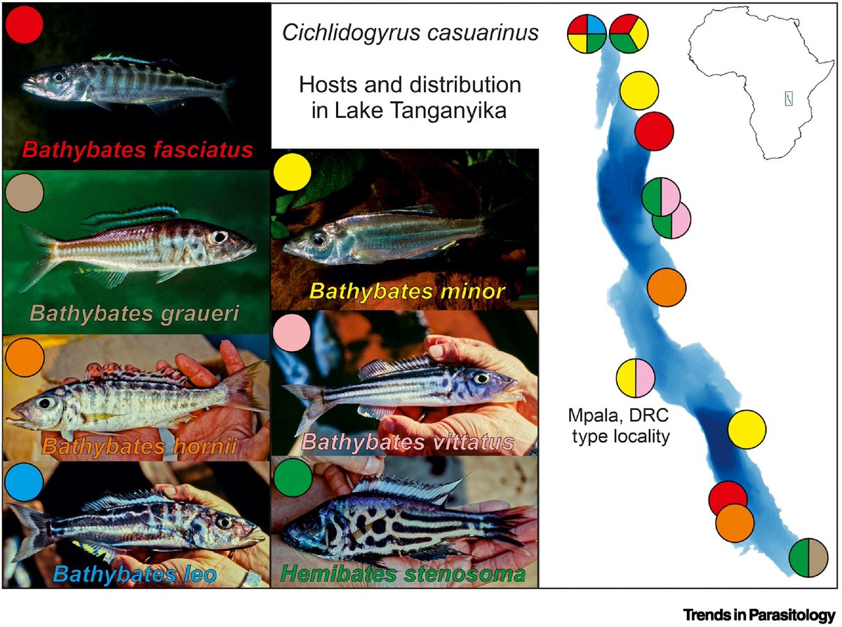 TrendsParasitol's tweet photo. New Parasite of the Month: #Cichlidogyrus #casuarinus, a #fish parasite endemic to Lake #Tanganyika in central #Africa, authored by @MPM_Vanhove Antoine Pariselle &amp; @KmentovaNikol. #Flatworm #Platyhelminthes #Monogenean @uhasselt @CNRS @nat_sciences_be

https://t.co/7Iw1TBx2CO https://t.co/SYmWRw9RLO