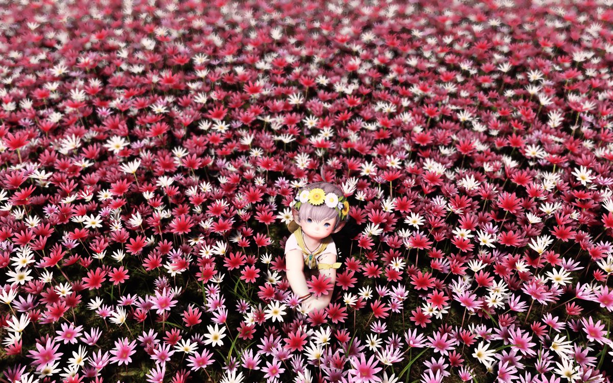 我是否也曾像他一般在花丛中望着大人的照相机微笑呢？
#ララフェル
#おはララ
#FF14
#ララオス
#lalafell