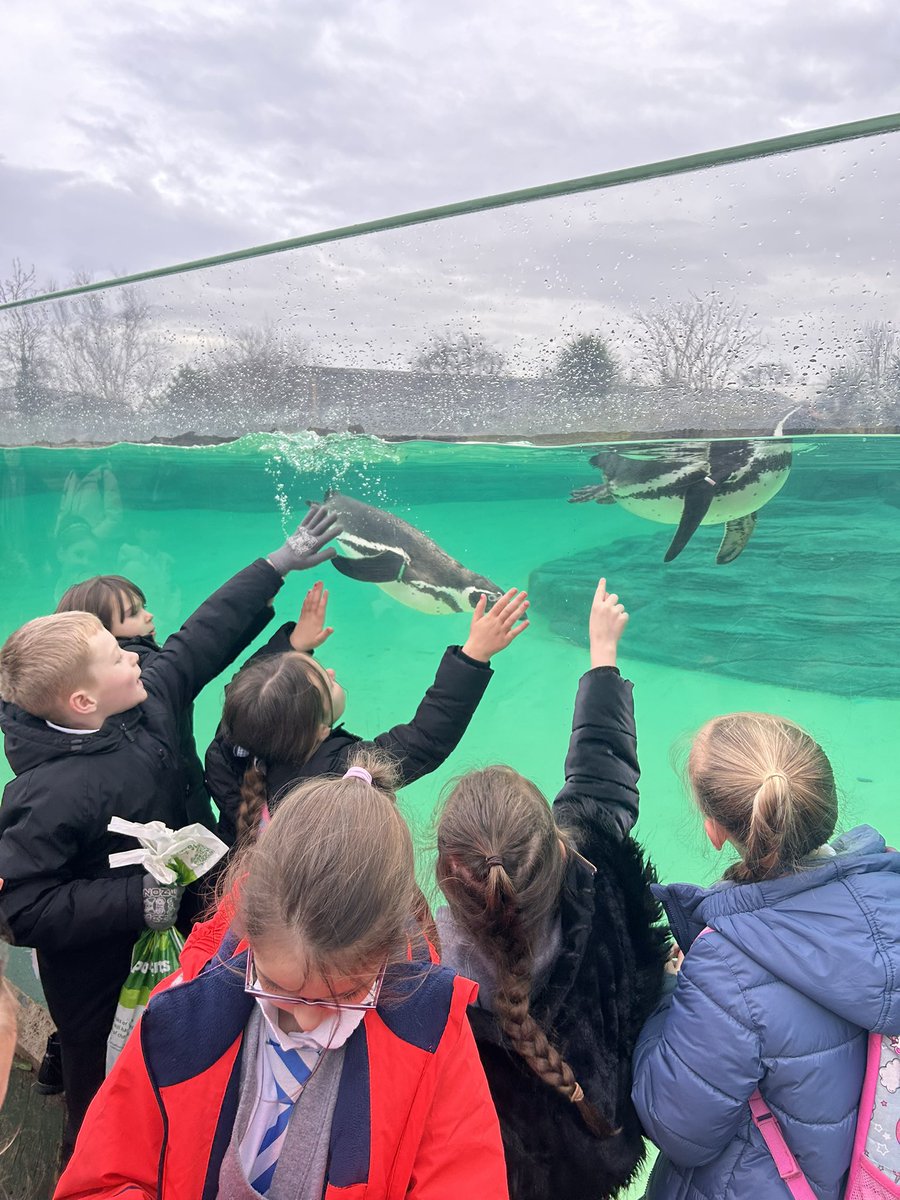 DeePointPluto's tweet photo. We had the best time at Chester Zoo on Monday! We saw so many awesome animals, what a great way to start off the new half term! Huge thanks to Alex @LearnatCZ, we learnt so much! @DeePointPrimary https://t.co/7qZ6d8Rb4Z
