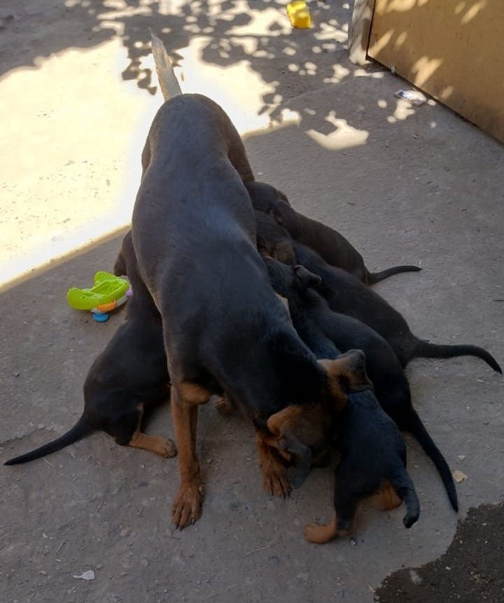 Esta perrita y sus cachorros se encuentran en el paradero de micros ubicado en la avenida San Carlos con Chiloé, cerca de la ruta Acceso sur, en la comuna de Puente Alto, corriendo un altísimo riesgo de ser atropellados. Favor RT por si alguien puede ayudarlos!
#PuenteAlto
