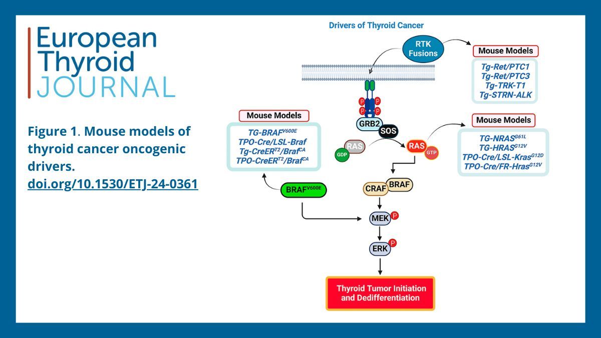 European Thyroid Journal (@eur_thyroid_j) on Twitter photo 📍 Development of animal models to study aggressive thyroid cancers
By Shovan Dutta and Jeffrey A Knauf <a href="/ClevelandClinic/">Cleveland Clinic</a> <a href="/CLEImmunoUpdate/">CLEImmunoUpdate</a> <a href="/CCLRI/">Cleveland Clinic Lerner Research Institute</a>
Read it here 👉 doi.org/10.1530/ETJ-24… 📍 Development of animal models to study aggressive thyroid cancers
By Shovan Dutta and Jeffrey A Knauf <a href="/ClevelandClinic/">Cleveland Clinic</a> <a href="/CLEImmunoUpdate/">CLEImmunoUpdate</a> <a href="/CCLRI/">Cleveland Clinic Lerner Research Institute</a>
Read it here 👉 doi.org/10.1530/ETJ-24…