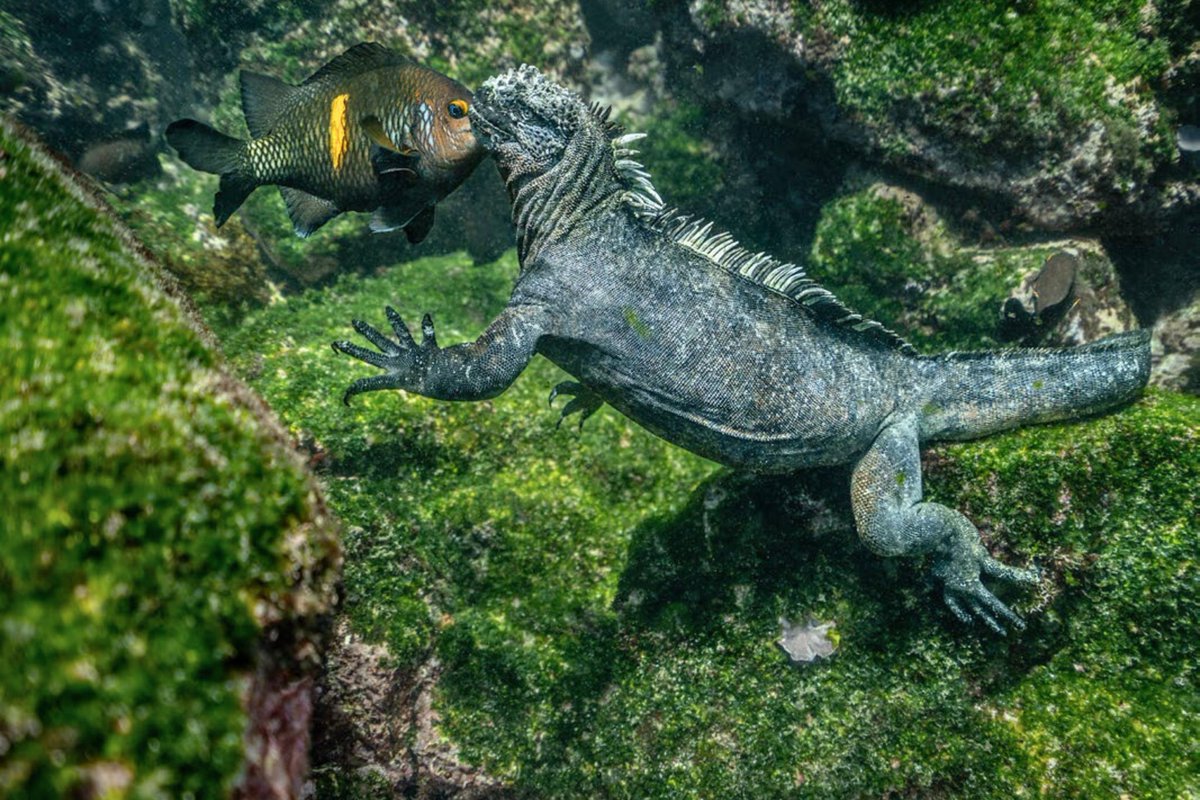 “Probably not a kiss.”

These damselfish seemed rather aggressive and self-interested, trying to steal the marine iguanas’s food (algae) and even, at times, attacking them.

CAPE DOUGLAS, THE GALAPAGOS, AUGUST 2021