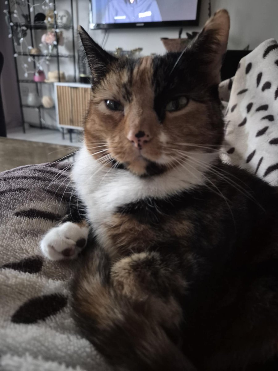 Parallax | Jebać PiS tweet media